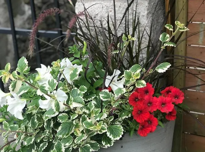 Aleksandra - מידז'יברודז'י ז'יוויקי